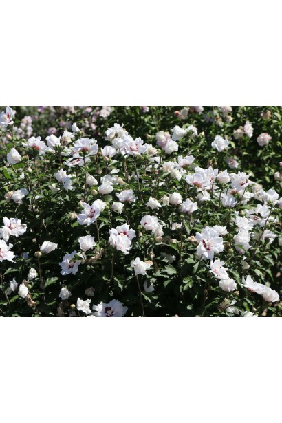 Ближній план квітки Hibiscus syriacus Speciosus.